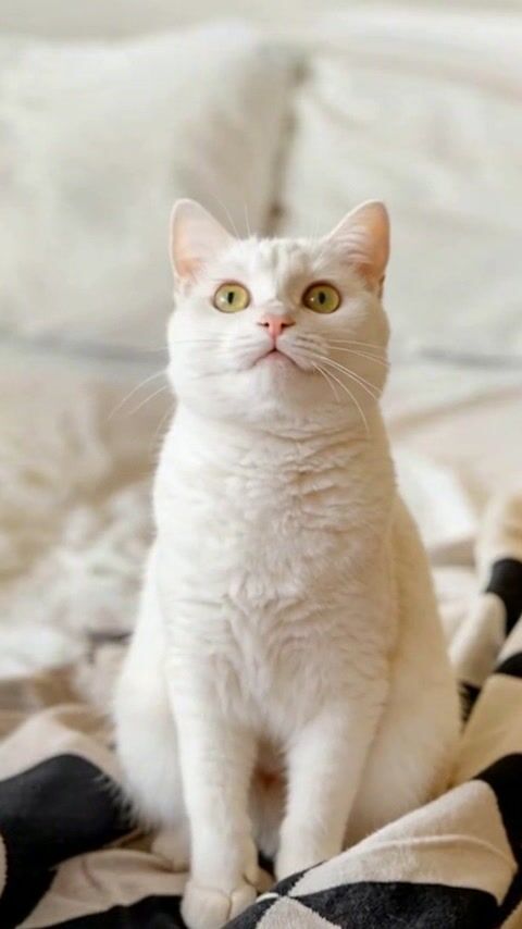 Pet video example
