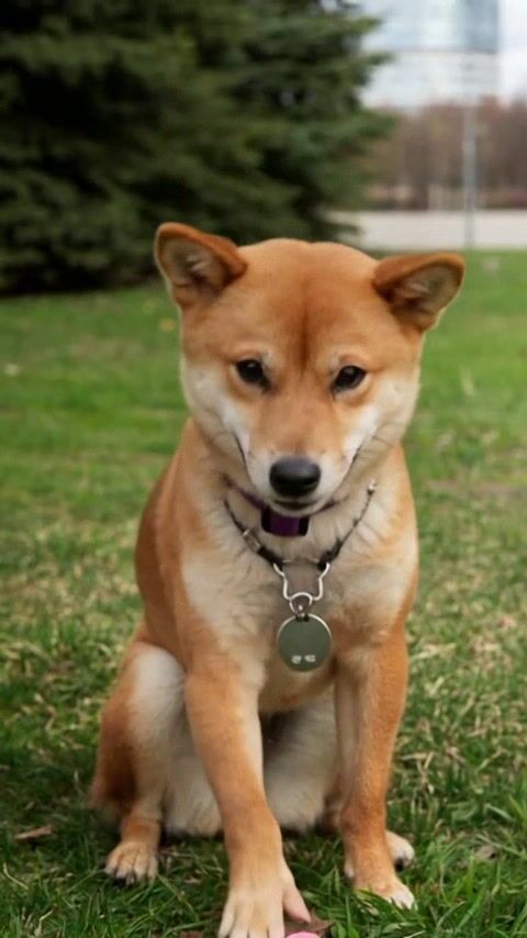 Pet video example